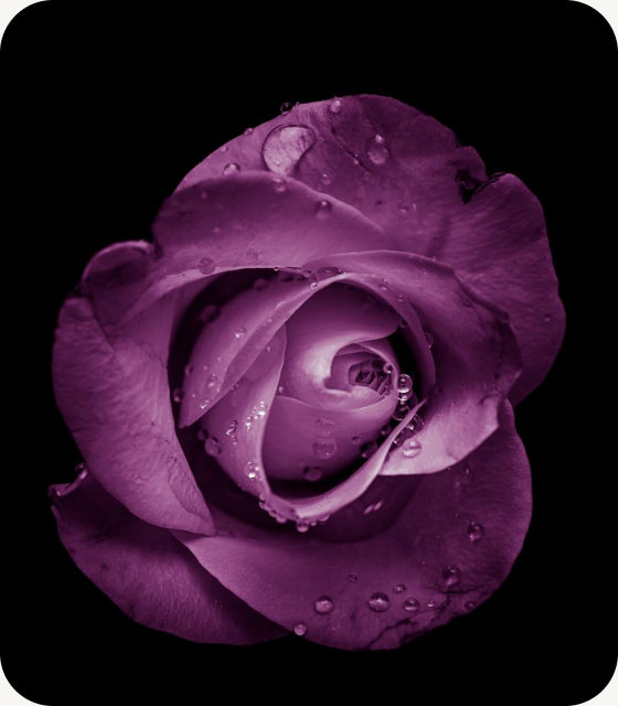 A slideshow tribute memorial